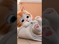 The Cat Friend Song - My Little Cat Friend | Nursery Rhymes for Children's | Galatta Kids | Shorts