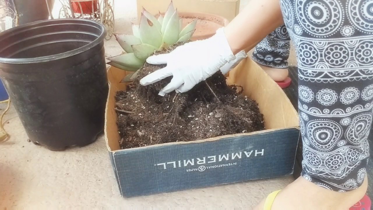 Repotting my echeveria agavoides ebony YouTube