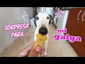 MI PERRO REACCIONA AL OLOR de GALLETAS RECIÈN HORNEADAS !! -sorpresa para mi galgo español