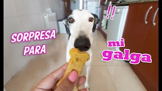 MI PERRO REACCIONA AL OLOR de GALLETAS RECIÈN HORNEADAS !! -sorpresa para mi galgo español