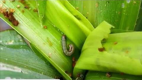 xov xwm rov tshwm sim ib co kab coob heev los noj pej xeem li pob kws 21/6/2019