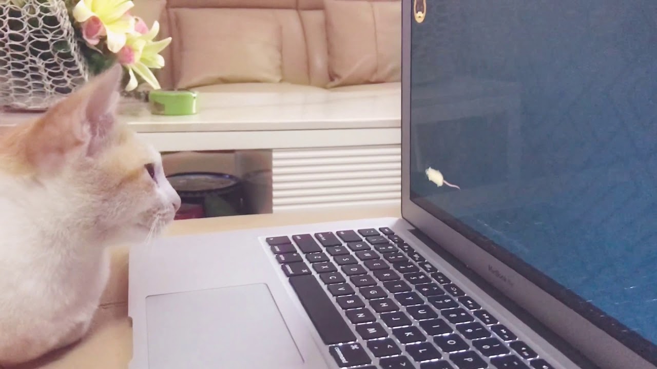 Funny Cat vs Computer (Butterbean) YouTube