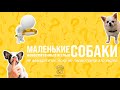МАЛЕНЬКИЕ СОБАКИ ЗЛЫЕ И НЕВОСПИТАННЫЕ: не заводите их, пока не посмотрите это видео