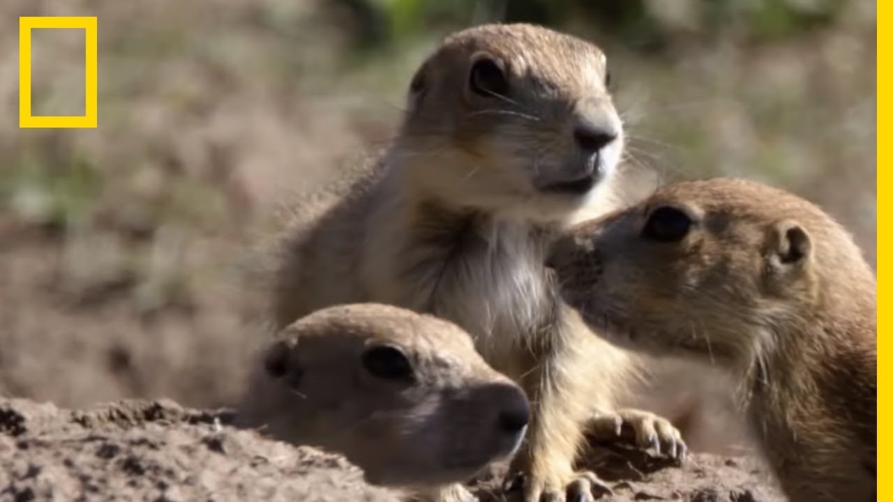 Chien De Prairie Taille Description Biotope Habitat Reproduction