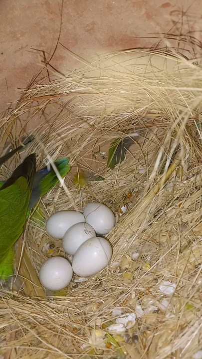 Albino Red Eye R Blue Fischri Splitino K Eggs | Fisher Foster Pair#youtubeshorts #ytshorts #youtube
