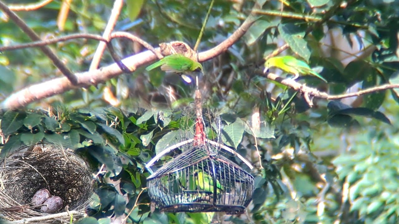Pikat cucak ijo belum cukup umur udah di bawa mikat😂😂