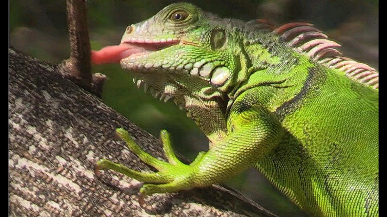 iguana videos