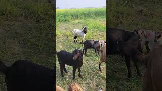 Bengal GOAT Farm  || #goat #blackbengalgoat #babyanimal