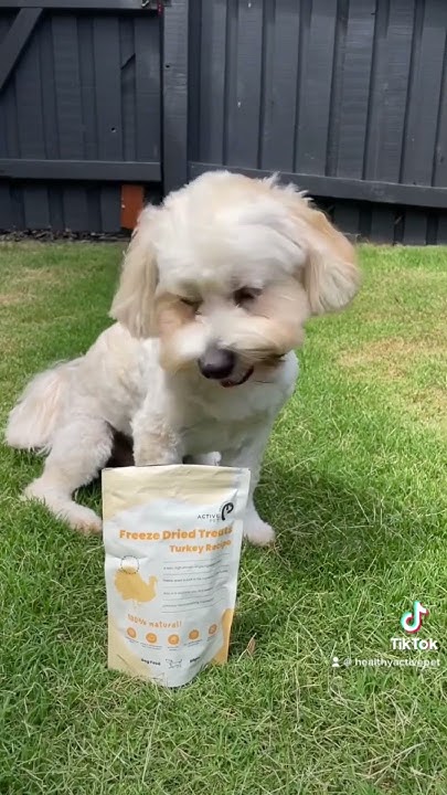 perfect-treat-for-dogs-with-chicken-allergies-youtube