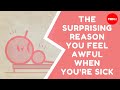 The surprising reason you feel awful when you're sick - Marco A. Sotomayor