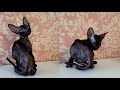 CARING AND LOVEABLE CORNISH REX CATS の動画、YouTube動画。