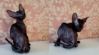 CARING AND LOVEABLE CORNISH REX CATS