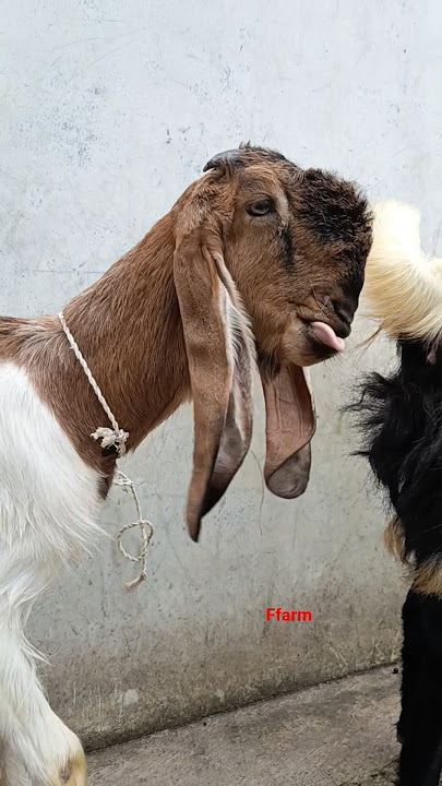 Ready to breed CapEko 👉 62 813-9257-1261