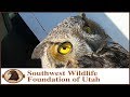 Rescue of Great Horned Owl