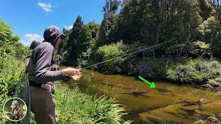 Sight fishing for Wild Brown Trout in New Zealand with a Single Nymph