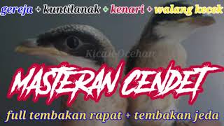 Masteran cendet full tembakan rapat   tembakan jeda