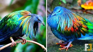 Top 10 Loài Chim Đẹp Nhất Thế Giới Phải May Mắn Lắm Bạn Mới Được Thấy Chúng  Chuyện Lạ Kỳ Thú