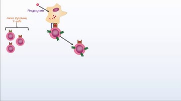 Adaptive Immunity Part 2 - Cell-mediated