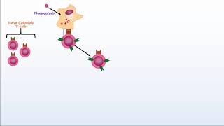 Adaptive Immunity Part 2 - Cell-Mediated