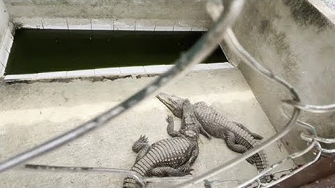 Du lịch Cần Giờ phần 2 | Mộc Trà câu cá sấu và cho khỉ ăn ở rừng Vàm Sát