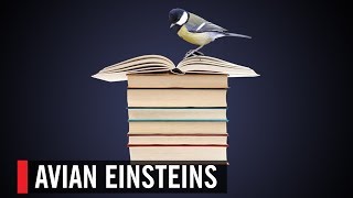 Avian Einsteins | World Science Festival