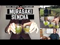 Tasting the Murasaki Sencha from Mr. Kawaji - Deep Steamed Yutaka Midori Sencha
