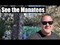 Manatees at Three Sisters Springs | Crystal River Florida