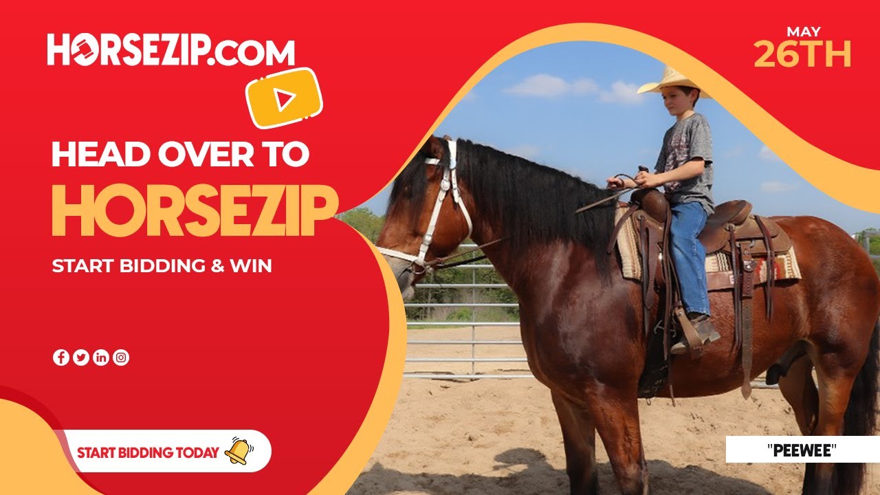 SOLD!! SOLD!! "PEEWEE" CAN BE SEEN AT ONLINE HORSE