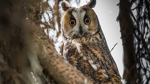 The Five Owls of Britain