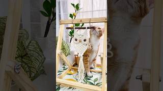 ☀️🍋Making macrame owl with my cat 🐱🦉#shorts #diy #macrame #chill