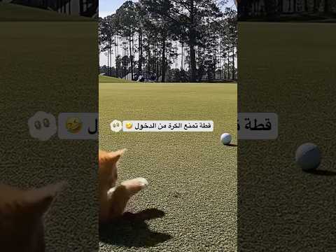 قطة تمنع كرة الغولف من الدخول في الفتحة 