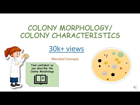 What’s one particualr Colony in Microbiology?