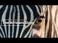 Africam Shows powered by EXPLORE.ORG