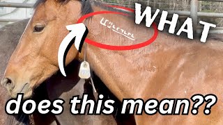 Interpret the meaning behind the brand of a BLM Mustang!