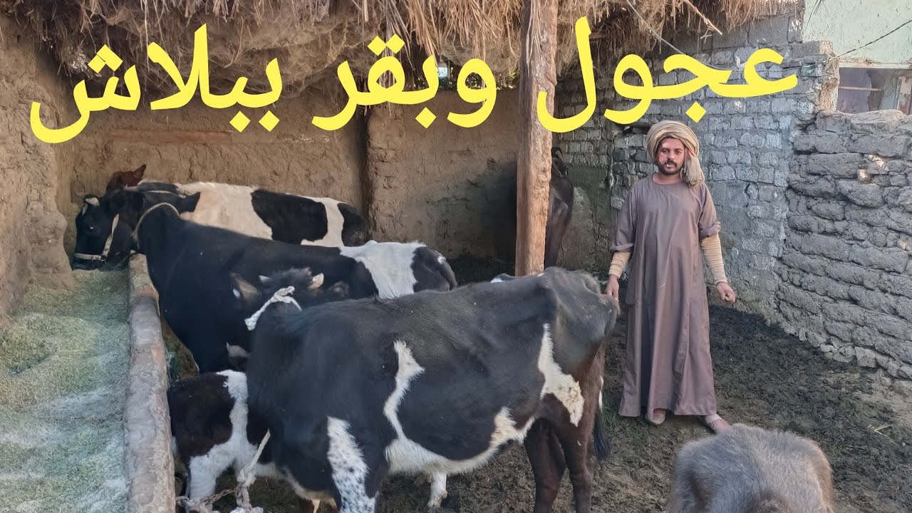 بقر والد وعشر وعجول بأجمل الاسعار مع المعلم محمود ١٤/ ١/ ٢٠٢٦م