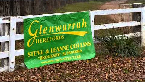 Glenwarrah/Brook...  Bull Sale
