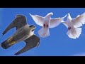 Сокол Сапсан нападают на голубей!!! Falcon Peregrine  attack pigeons!!!