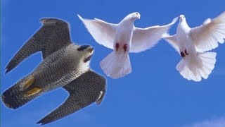 Сокол Сапсан нападают на голубей!!! Falcon Peregrine  attack pigeons!!!