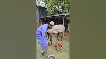 Trying To Extract Cow S Milk 