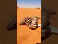 Snake vs Lizard 💥 Brutal Desert Fight Caught on Camera!#shorts #lizard #snake