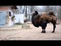 Каунасский зоопарк. Верблюд.