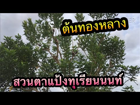 กิ่งตอน ทองหลาง สวนตาแป้งทุเรียนนนท์