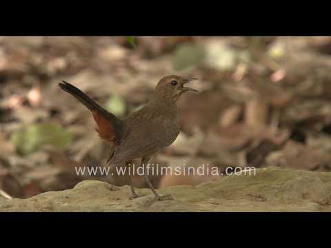 A brown female Indian Robin calling on the forest floor, showing her rusty red patch