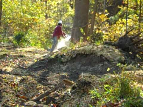 Huge tree goes down.