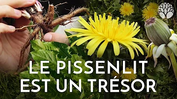 Quelle est la fleur du pissenlit ?