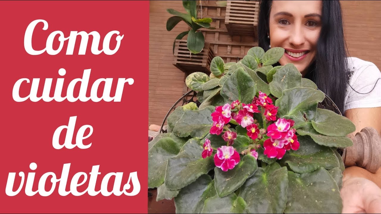 Você vai ter VIOLETAS floridas o ano todo! Você vai ter VIOLETAS floridas o ano todo!