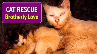 Cat Rescue  Poor street cats ignored for years until ...