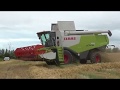 Harvest 2019 Claas Lexion 750