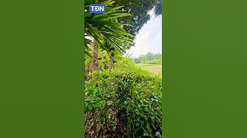 Hàng rào bằng cây ô rô #tamdaonui