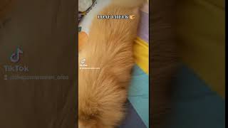 Do I look like a loaf of bread to you? 😅 #pomeranian #viral #puppy #loafbread #love #pets